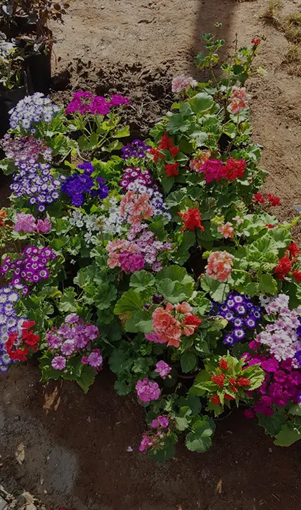 HASSAN VERT, société de jardinage à Rabat