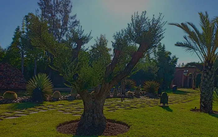 Élagage des arbres à Rabat