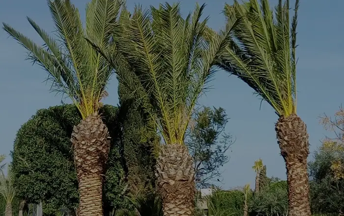 Taille des palmiers à Rabat