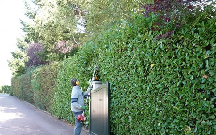Entretien des haies à Rabat