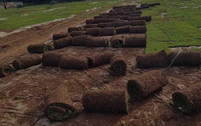 Pose de gazon naturel à Rabat