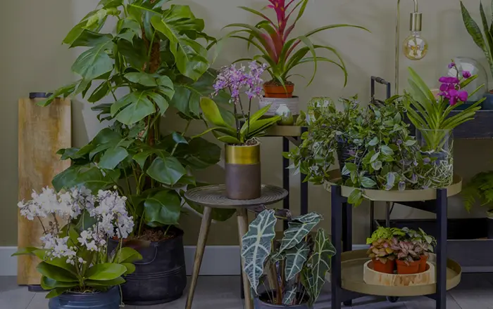 Soins des végétaux à Rabat