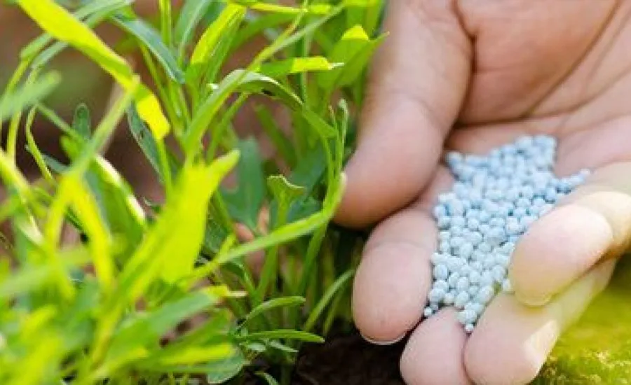 Soins et traitement des végétaux et plantes à Rabat