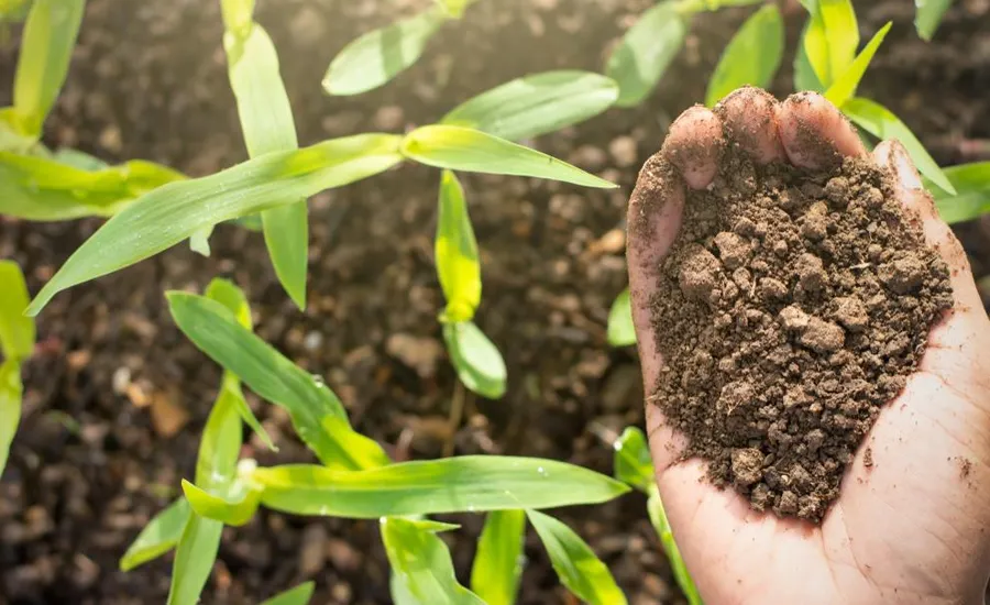Soins et traitement des végétaux et plantes à Rabat