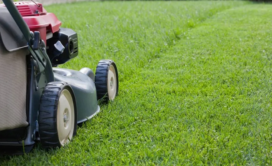 Entretien et tonte de gazon et pelouse à Rabat