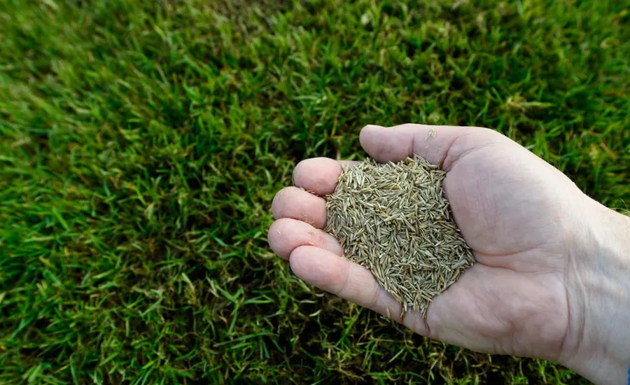 Entretien et tonte de gazon et pelouse à Rabat
