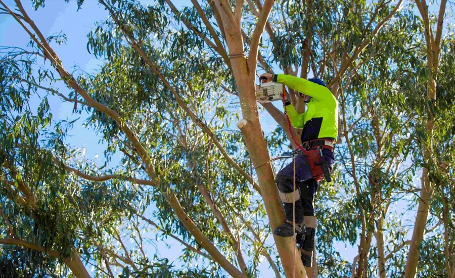 élagage des arbres et arbustes à Rabat