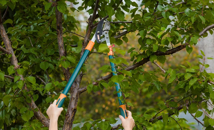 élagage des arbres et arbustes à Rabat