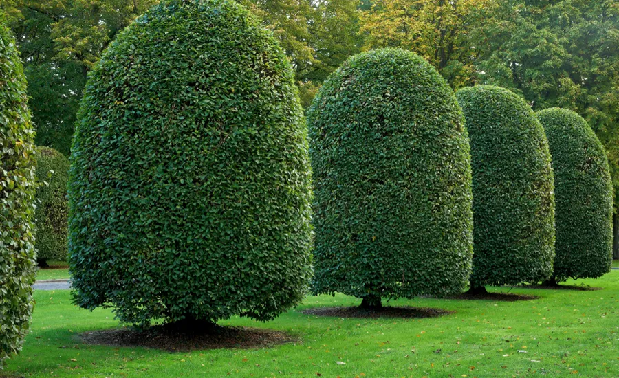 élagage et taille des arbres et arbustes à Rabat