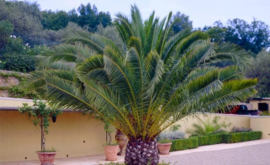 Taille des palmiers à Rabat