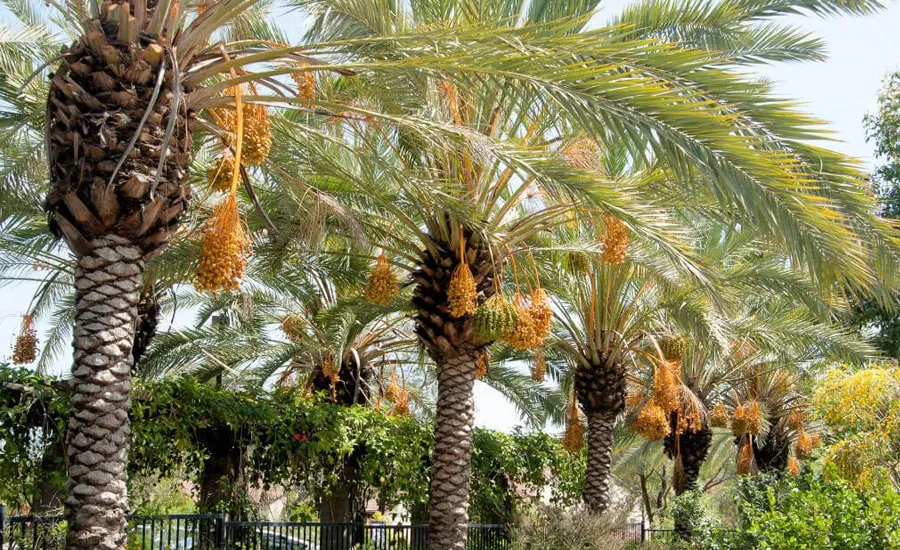 Taille des palmiers à Rabat