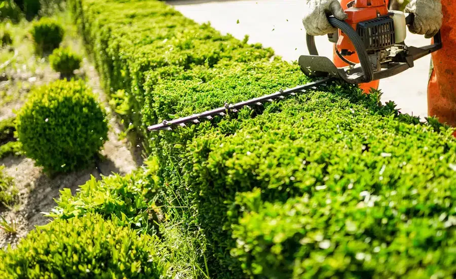 Entretien des haies des jardins à Rabat