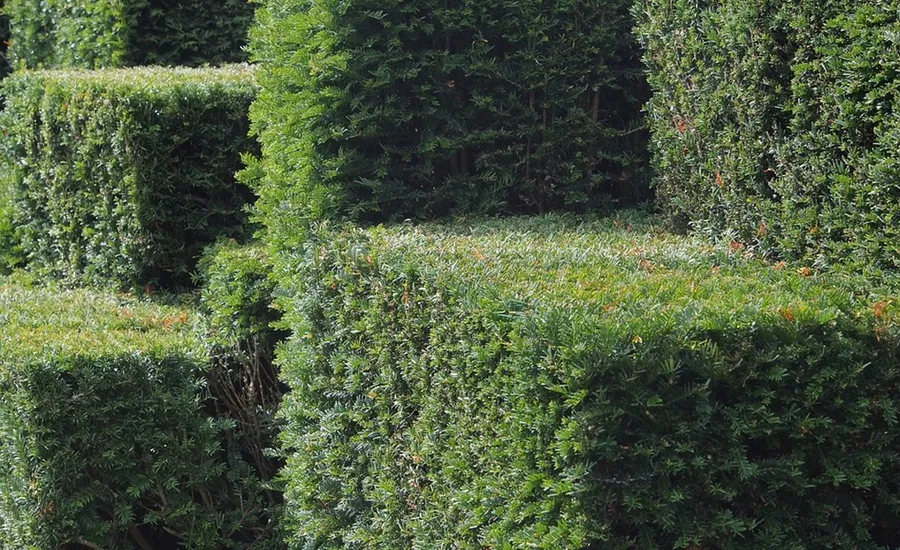 Entretien des haies des jardins à Rabat
