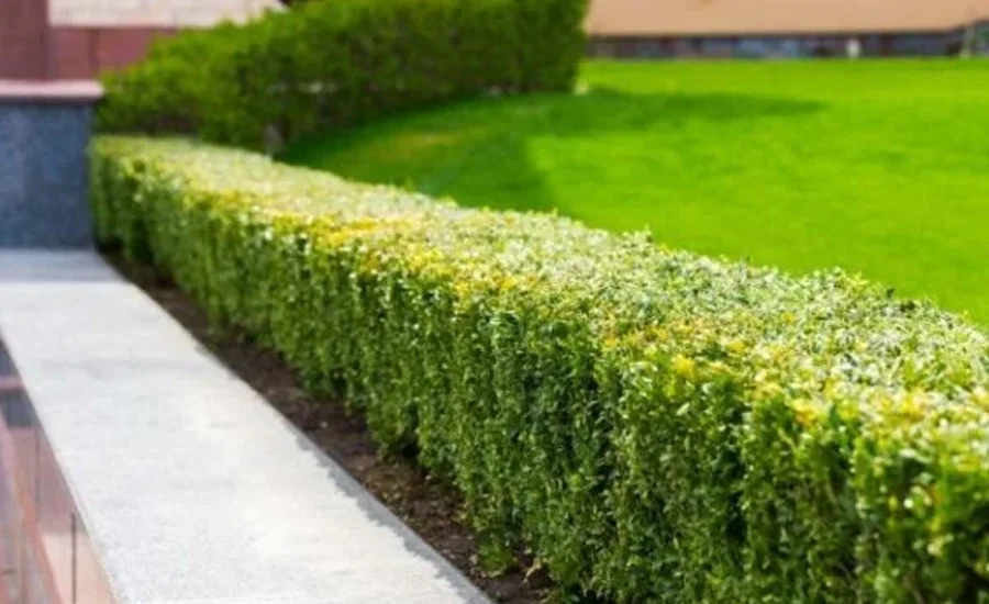 Entretien des haies des jardins à Rabat