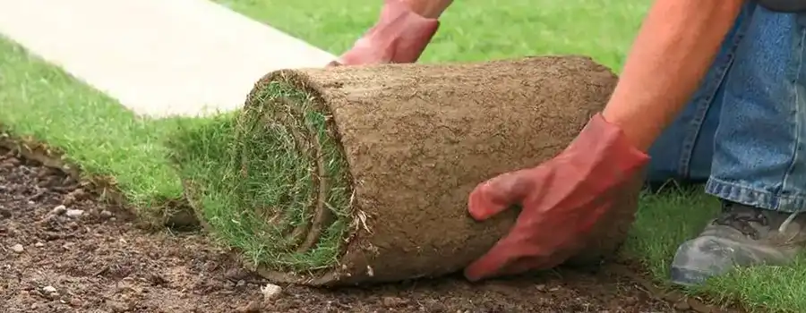 Pose de gazon naturel à Rabat